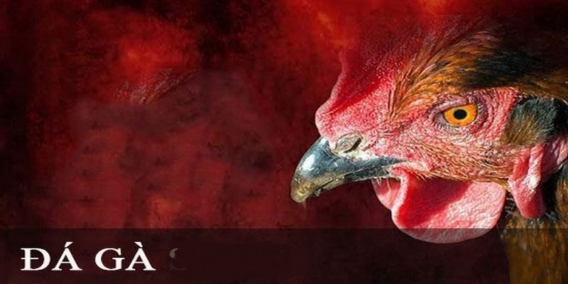 Link Vào Mạng Tổng Đá Gà S666 Uy Tín Cho Người Chơi Cá Cược