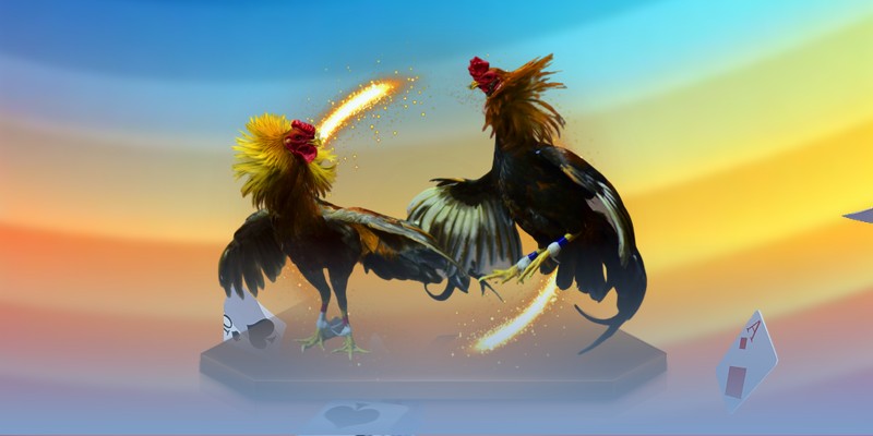 Xem Đá Gà Thomo S666 - Trực Tiếp Màn Tranh Đấu Của Mãnh Kê