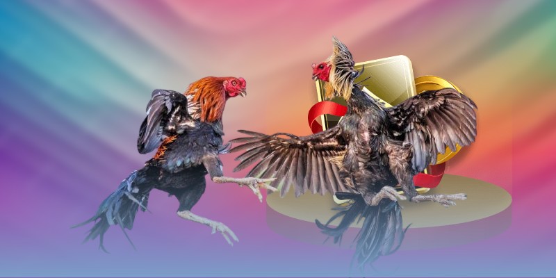 Điểm hấp dẫn khi xem đá gà Thomo S666