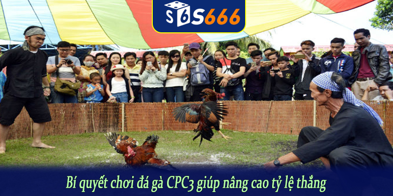 Bí quyết chơi đá gà CPC3 giúp nâng cao tỷ lệ thắng