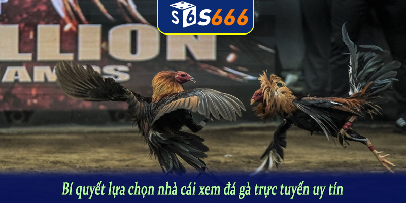 Bí quyết lựa chọn nhà cái xem đá gà trực tuyến uy tín