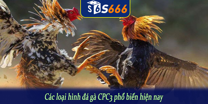 Các loại hình đá gà CPC3 phổ biến hiện nay