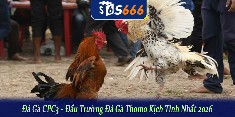 đá gà CPC3
