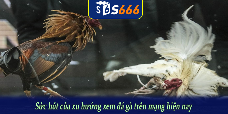Sức hút của xu hướng xem đá gà trên mạng hiện nay