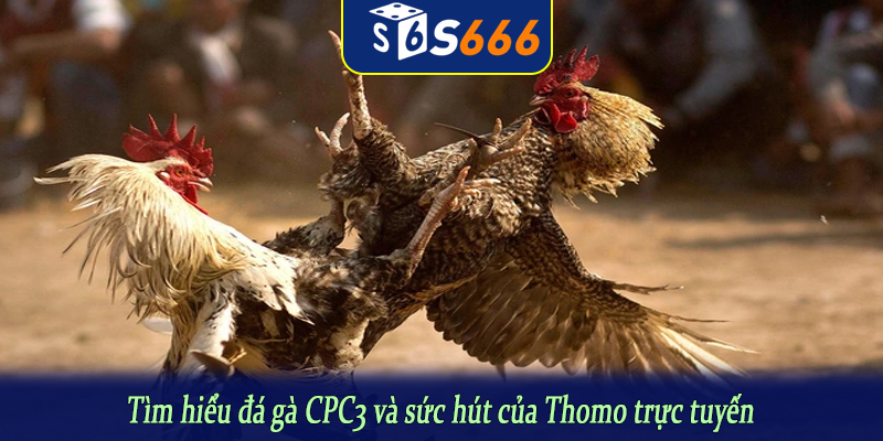 Tìm hiểu đá gà CPC3 và sức hút của Thomo trực tuyến