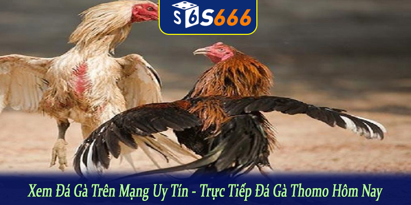 đá gà trên mạng