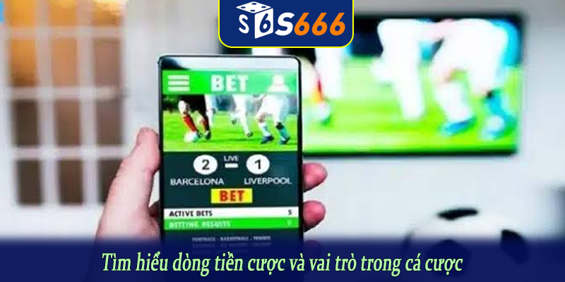 Tìm hiểu dòng tiền cược và vai trò trong cá cược